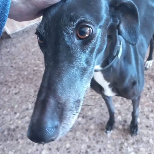 Jara, en adopción