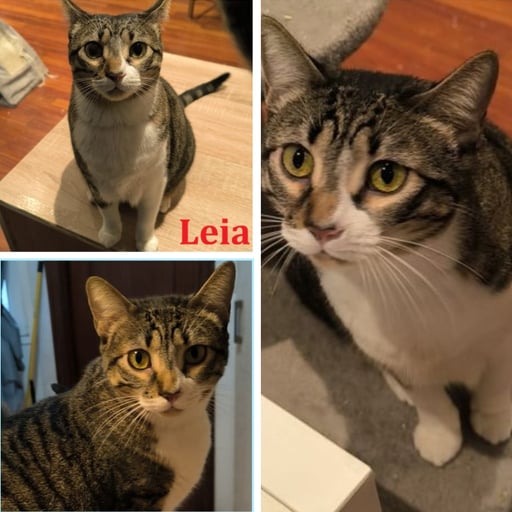 Leia, en adopción