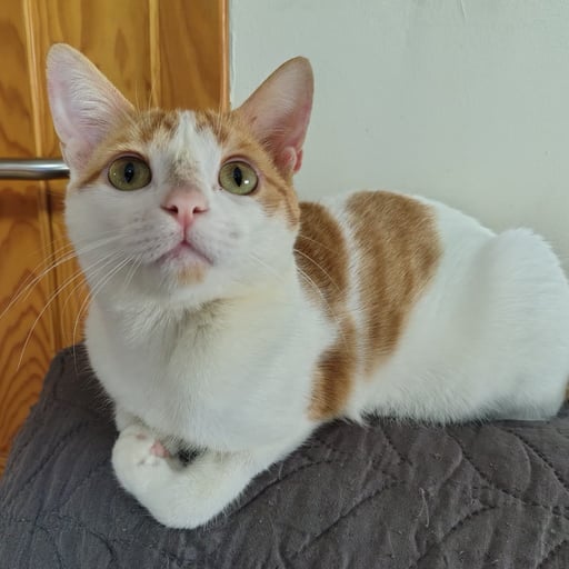 VAINILLA, en adopción