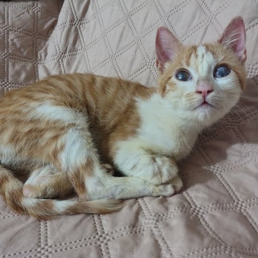 LILO, en adopción