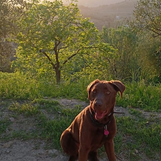 Chocolate, en adopción