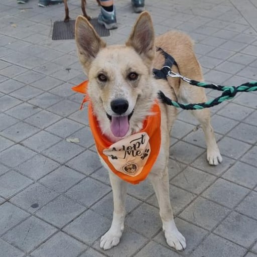 Matea, en adopción