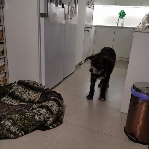 Mari Cruz, en adopción