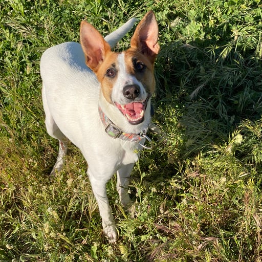 Kira, en adopción