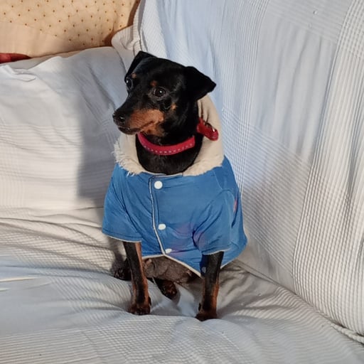 LAILA, en adopción