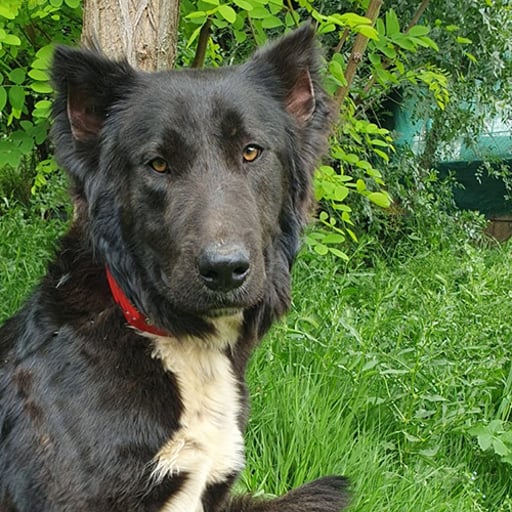 ROVER, en adopción