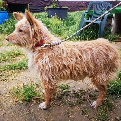 Abril, en adopción