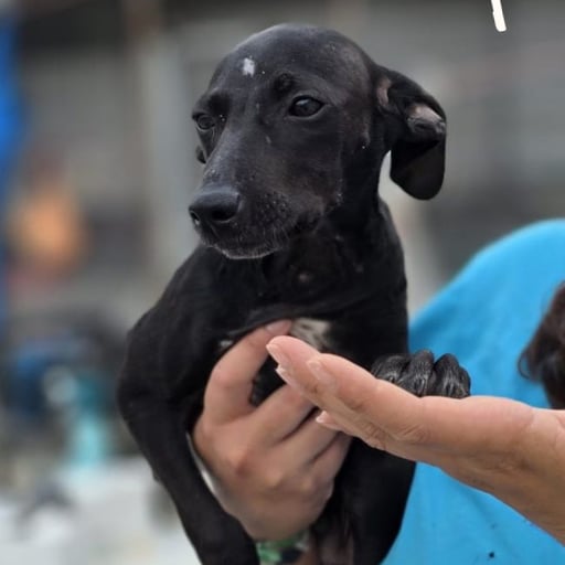 POP, en adopción