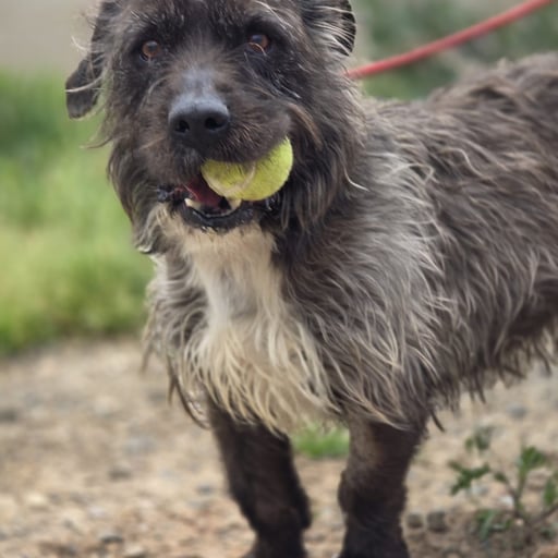 JONSU, en adopción