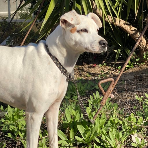 ESTRELLA, en adopción