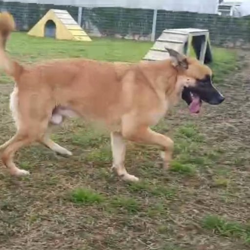 ATHOS, en adopción