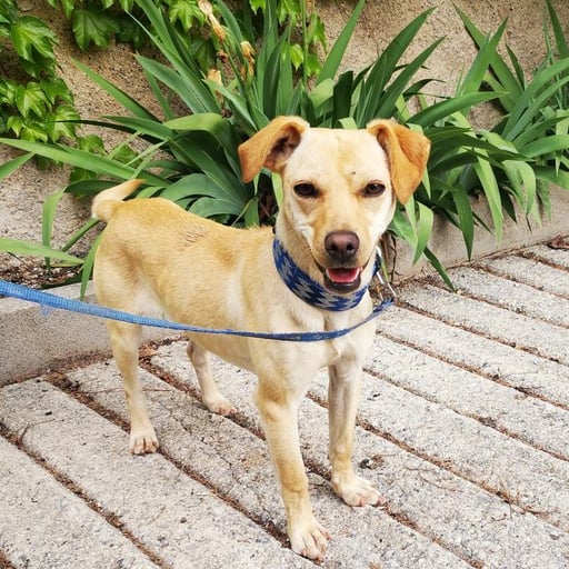 Natalia, en adopción