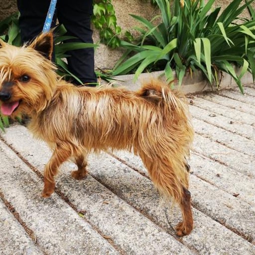 Tana, en adopción