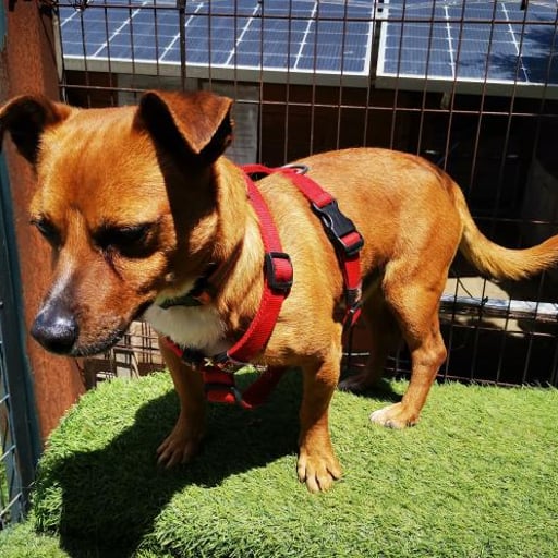 Jacobo, en adopción