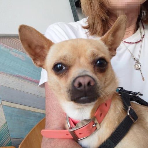 Toretto, en adopción