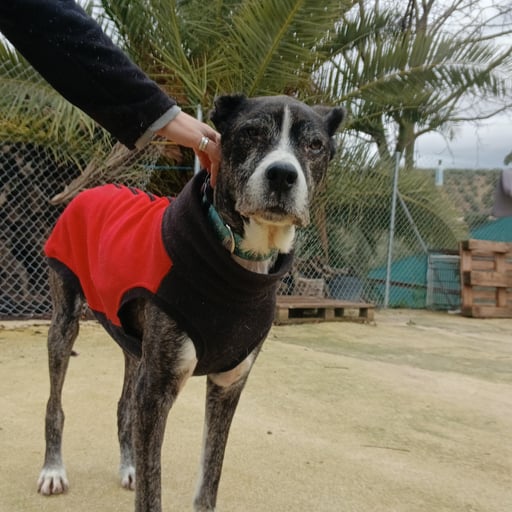 DIEGO, en adopción