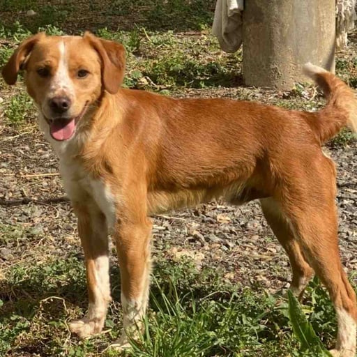 ZIPI, en adopción