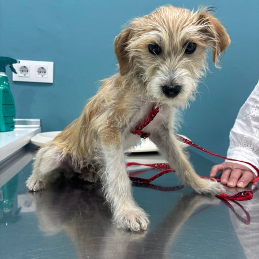 Lorenzo, en adopción