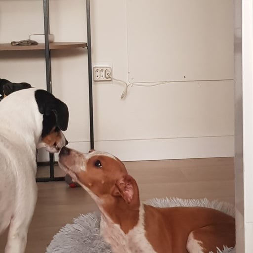 Houdini, en adopción