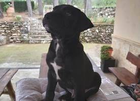 Vittorio, perro en adopción en València - foto principal
