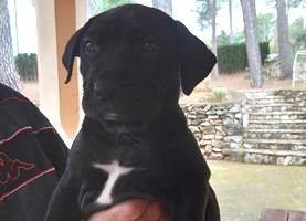 Vittorio, perro en adopción en València - foto 2