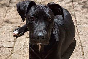 Vittorio, perro en adopción en València - foto 3