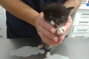 Gatito 3, gato en adopción en València - foto principal