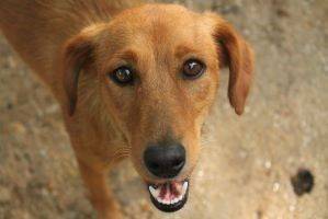 Luna, perro en adopción en València - foto principal
