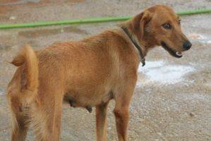Luna, perro en adopción en València - foto 2