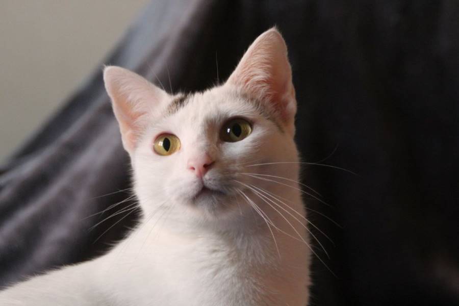 Nayra, gato en adopción en Madrid - foto 3