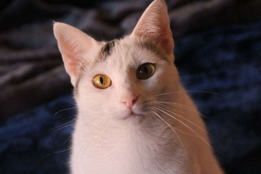 Nayra, gato en adopción en Madrid - foto 4