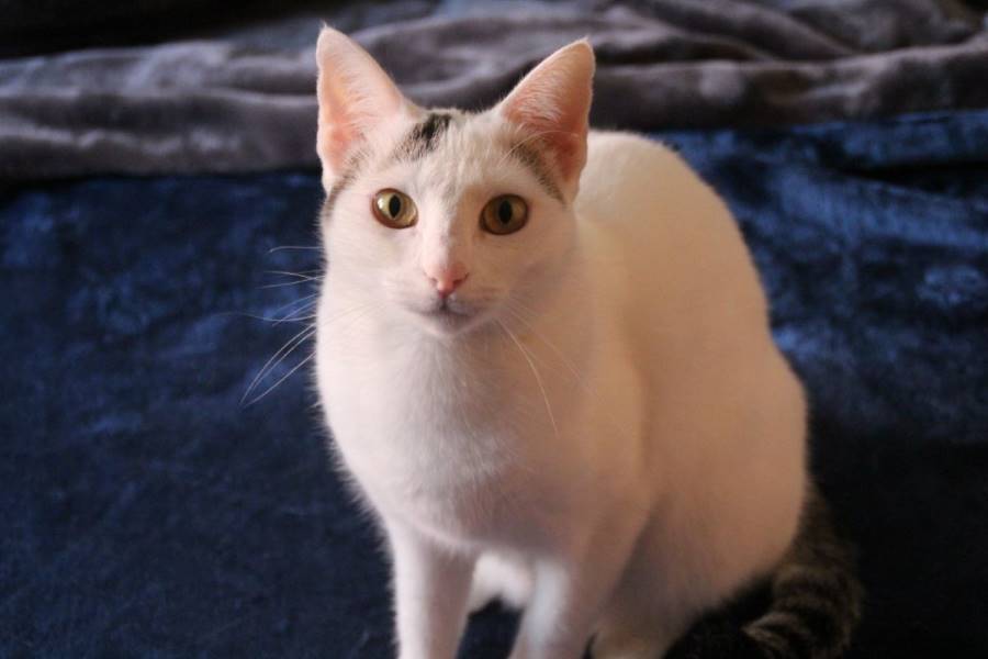 Nayra, gato en adopción en Madrid - foto 2