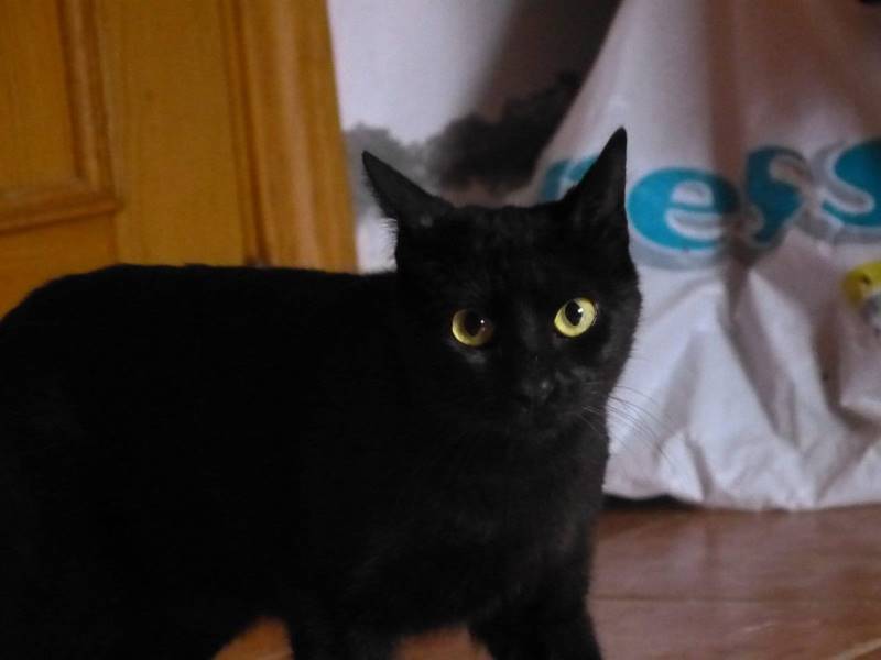 Luz, gato en adopción en Madrid - foto 2