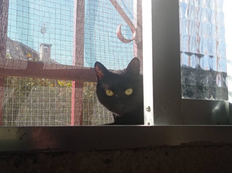 Luz, gato en adopción en Madrid - foto 3
