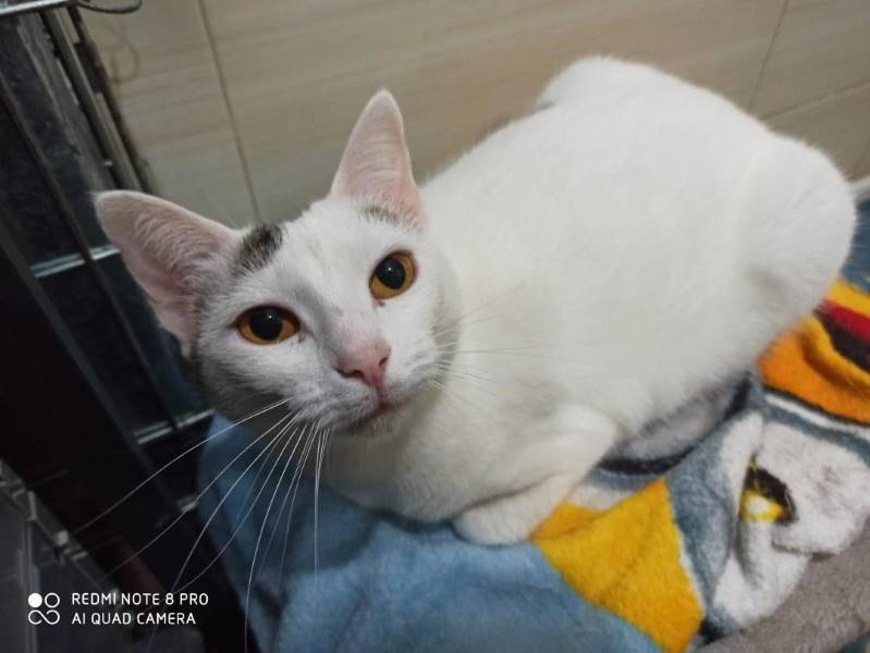 Nayra, gato en adopción en Madrid - foto principal