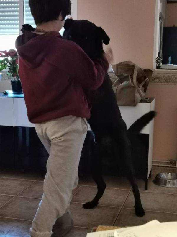 Batman, perro en adopción en Toledo - foto 2