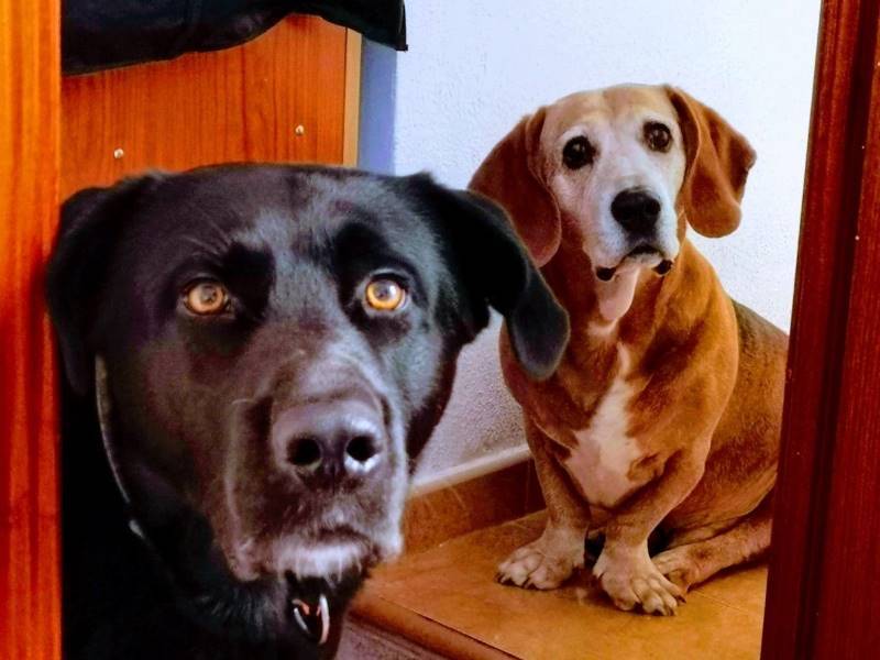 Batman, perro en adopción en Toledo - foto 3
