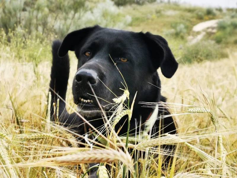 Batman, perro en adopción en Toledo - foto principal