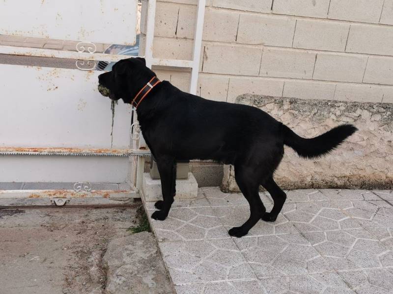 Batman, perro en adopción en Toledo - foto 4