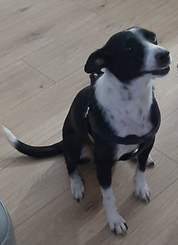 Hannah, perro en adopción en Madrid - foto principal