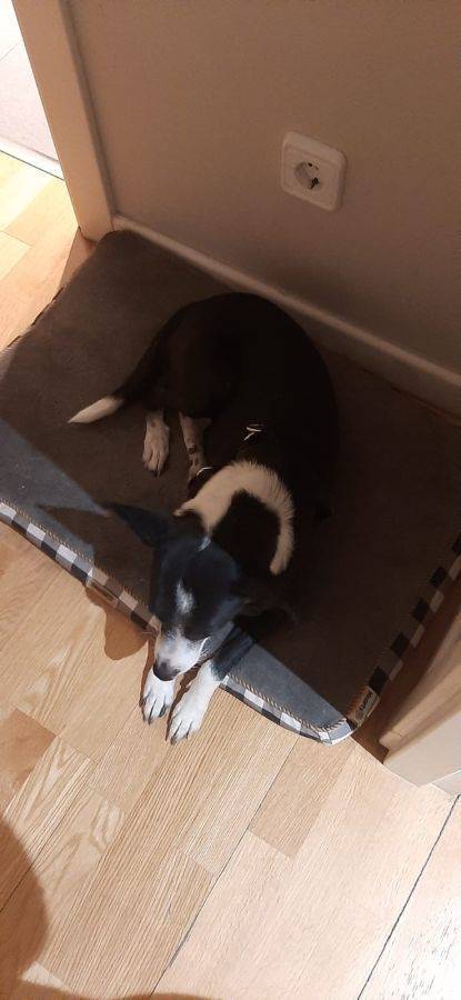 Hannah, perro en adopción en Madrid - foto 2