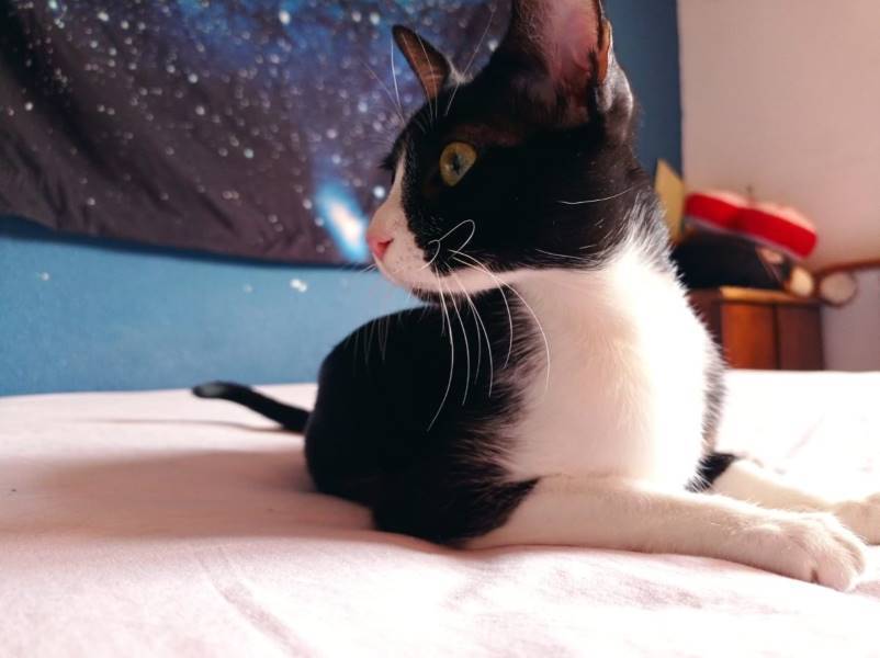 Lyra, gato en adopción en Madrid - foto principal
