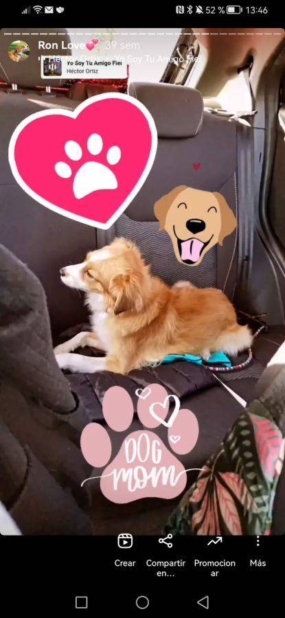 Ron, perro en adopción en Madrid - foto principal