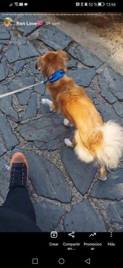 Ron, perro en adopción en Madrid - foto 4