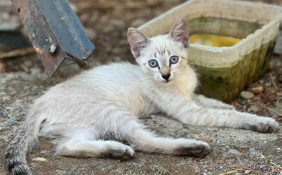 Copito de nieve, gato en adopción en Zaragoza - foto principal