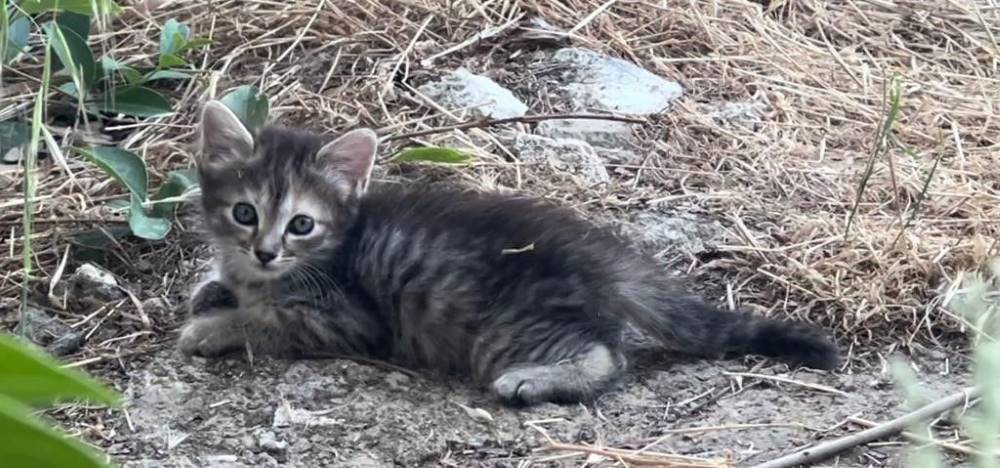 Copito de nieve, gato en adopción en Zaragoza - foto 3
