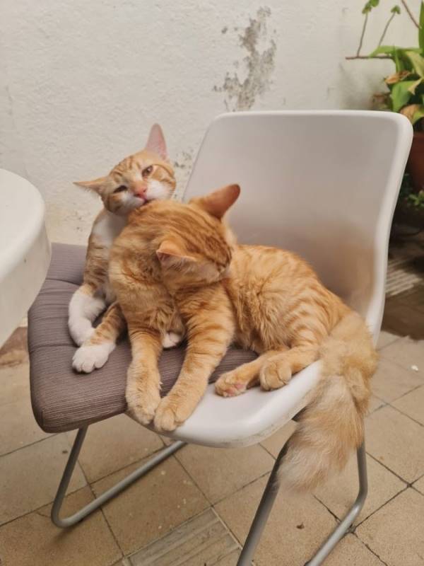 Sam y leo, gato en adopción en Barcelona - foto principal