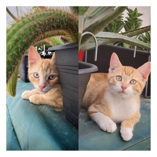 Sam y leo, gato en adopción en Barcelona - foto 2