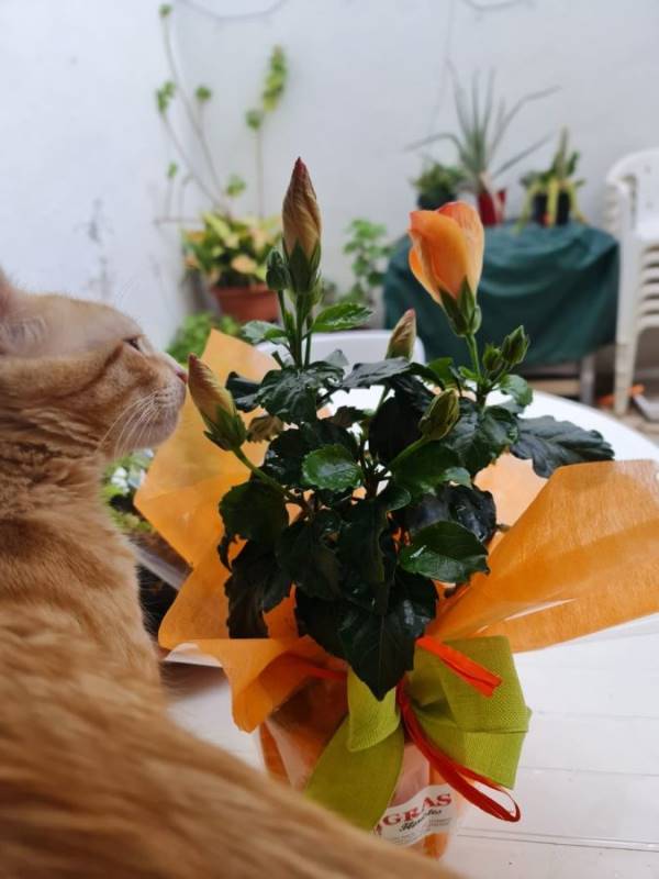 Sam y leo, gato en adopción en Barcelona - foto 3