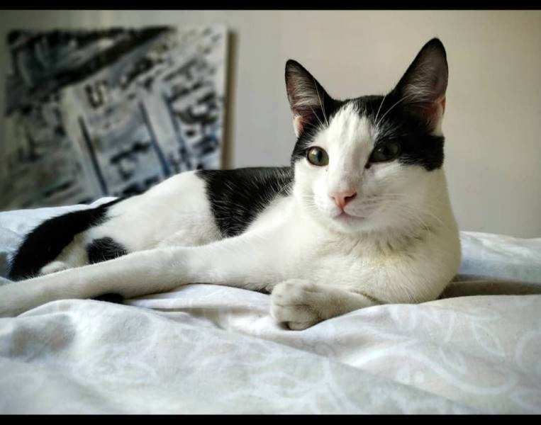 Mika, gato en adopción en Málaga - foto principal